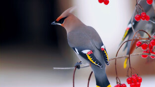 Waxwing on a branch