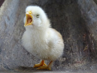 Цветы и прочие певчие