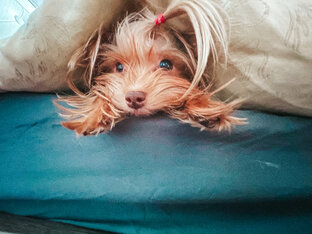 Доброе утро на удаленке.