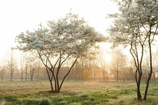 Как сделать сад