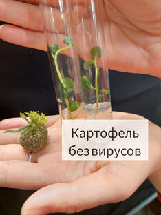Pro.Картошку