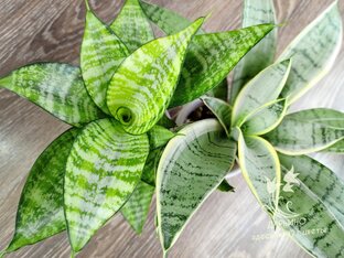 Сансевьеры