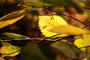 В золото Осени