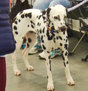 Собаки питомцы