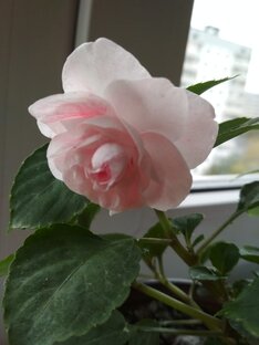 Всегда про любовь