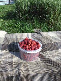 Краски лета🌞🌻👒🐝🤽‍♀️🍓🫐🍒🍇🍅🧺