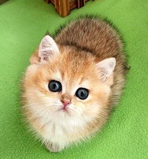 🐱СВОБОДНЫЕ КОТЯТА