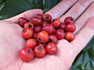 Обзоры ягод и плодов