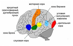Укрепление мозга