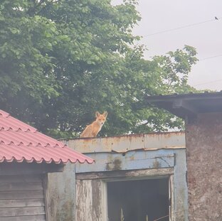 Дикий Лис 🦊