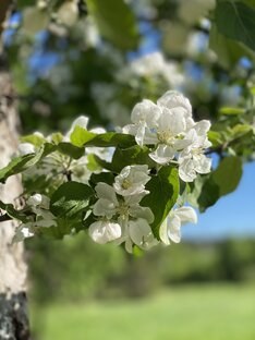 Садово-огородные дела 