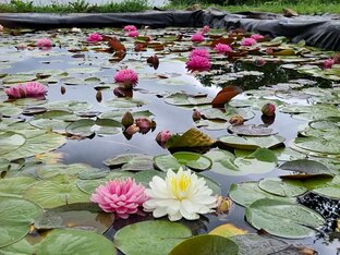 Обзоры питомника нимфей Waterlilia.ru 