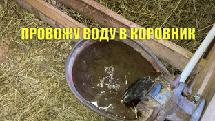 Улучшение условий жизни коров 