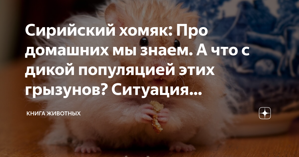 Хомяк доход в час. Хомяк доход в час