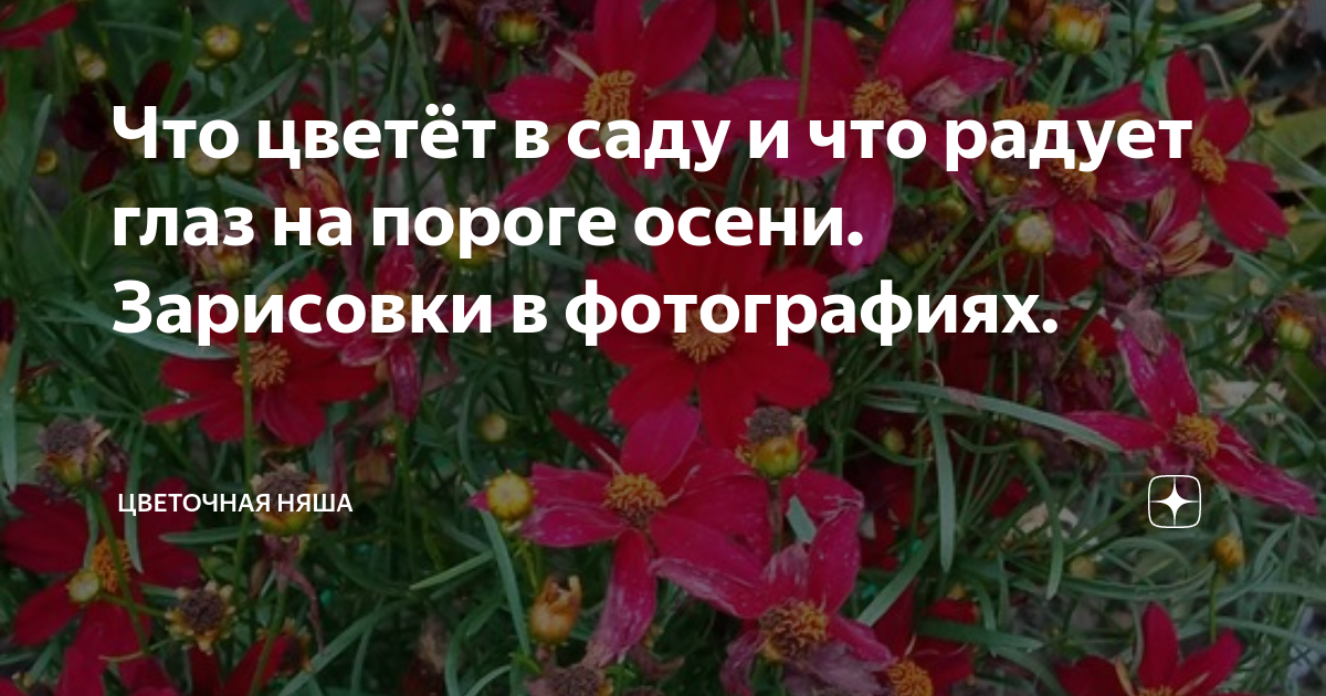 Цветочная няша канал на дзене. Цветы которые размножаются самосевом. Список цветов которые можно посеять под зиму. Цветы которые размножаются самосевом от листов. Какие семена однолетников можно сеять под зиму.