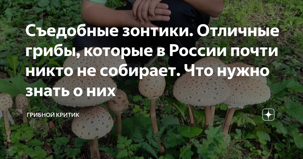 Съедобные зонтики. Отличные грибы, которые в России почти никто не ...