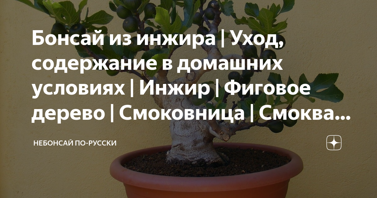 Уход за бонсай. Рекомендации по уходу за вашим бонсай