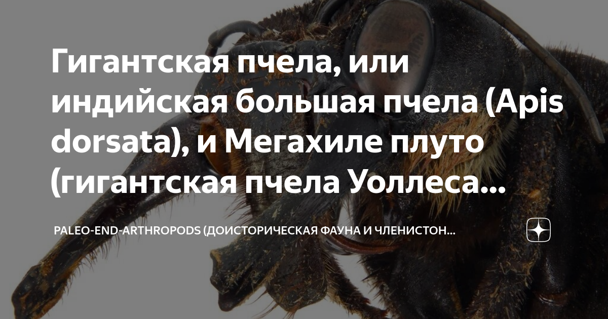 Гигантская пчела, или индийская большая пчела (Apis dorsata), и ...