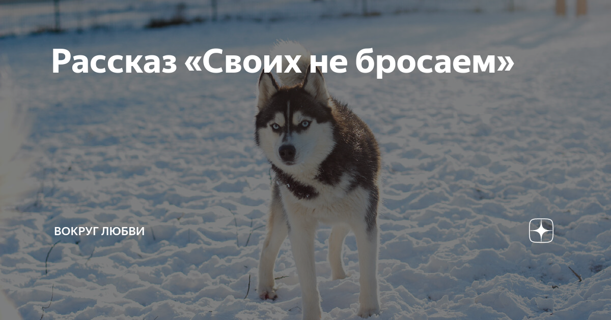 Кинуть палку. Когда бросили друзья. Цитаты про животных грустные. Вокруг кинуть. Друг променял на девушку.
