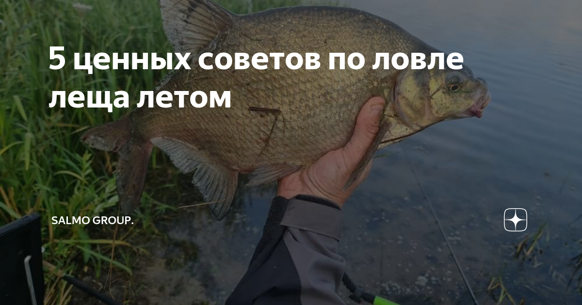 5 ценных советов по ловле леща летом | Salmo Group. | Дзен