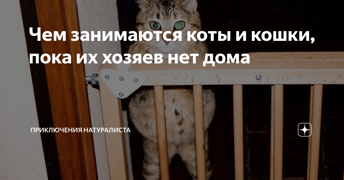 кот не может пописать что делать в домашних условиях