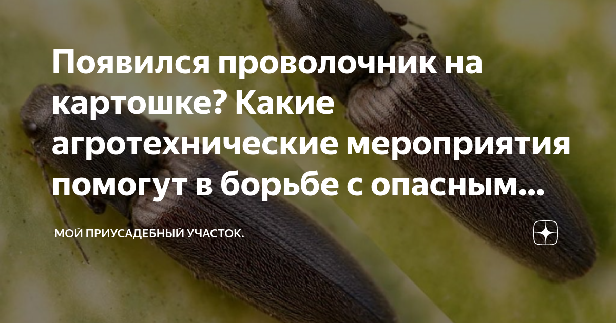 Появился проволочник на картошке? Какие агротехнические мероприятия ...