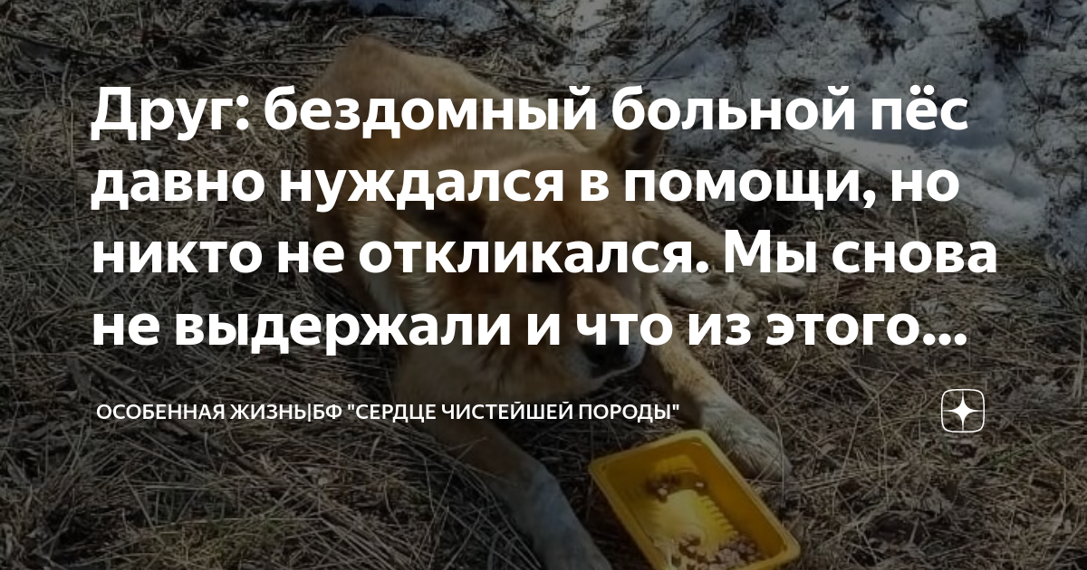 Друг: бездомный больной пёс давно нуждался в помощи, но никто не ...