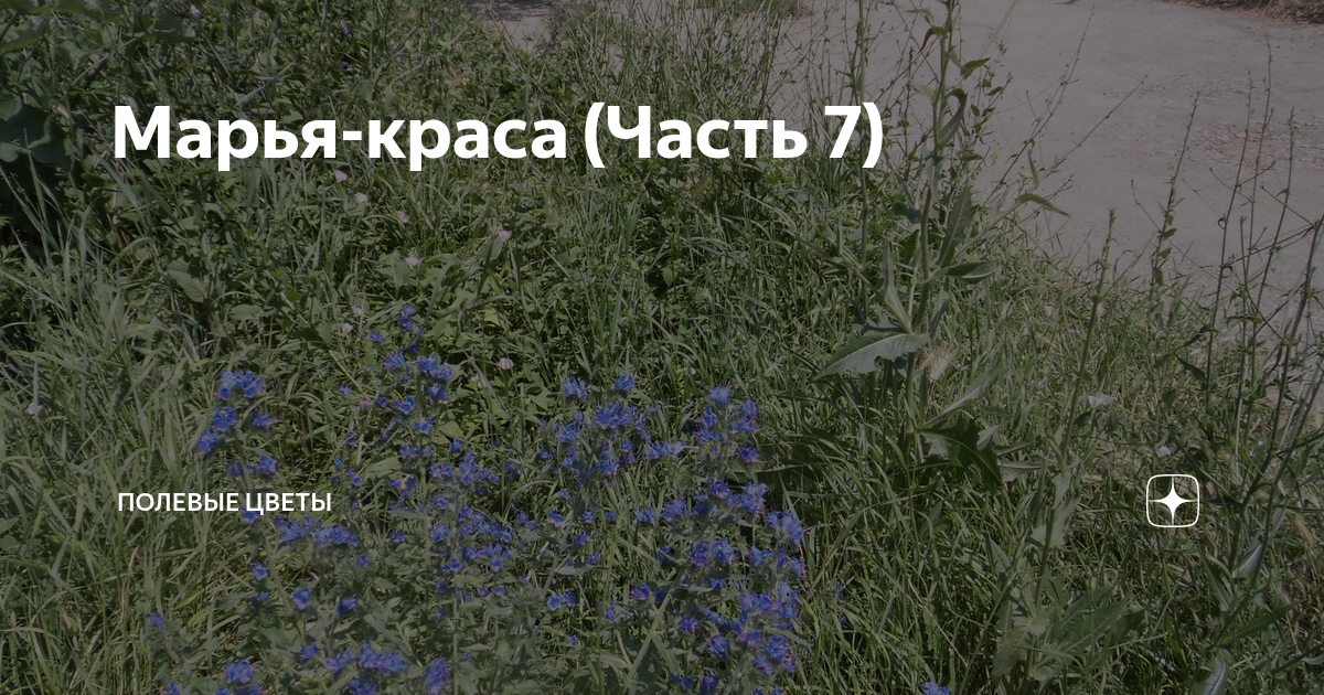 Марья-краса (Часть 7) | Полевые цветы | Дзен