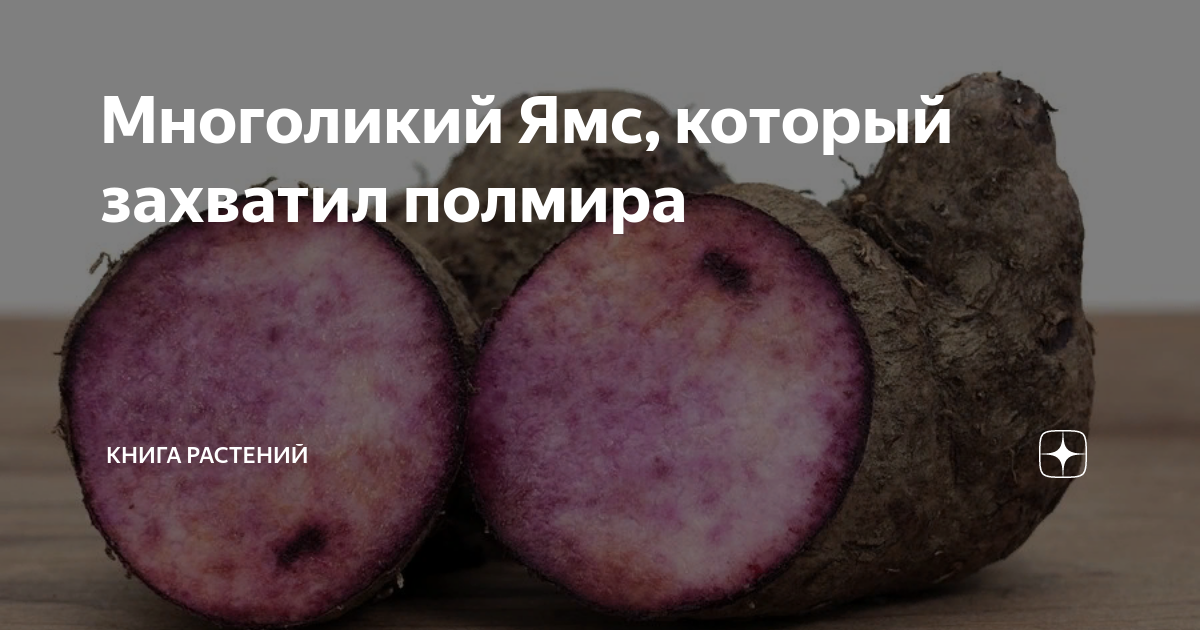 Многоликий Ямс, который захватил полмира | Книга растений | Дзен