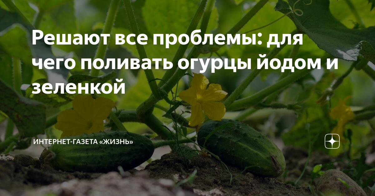 Обработка огурцов зеленкой