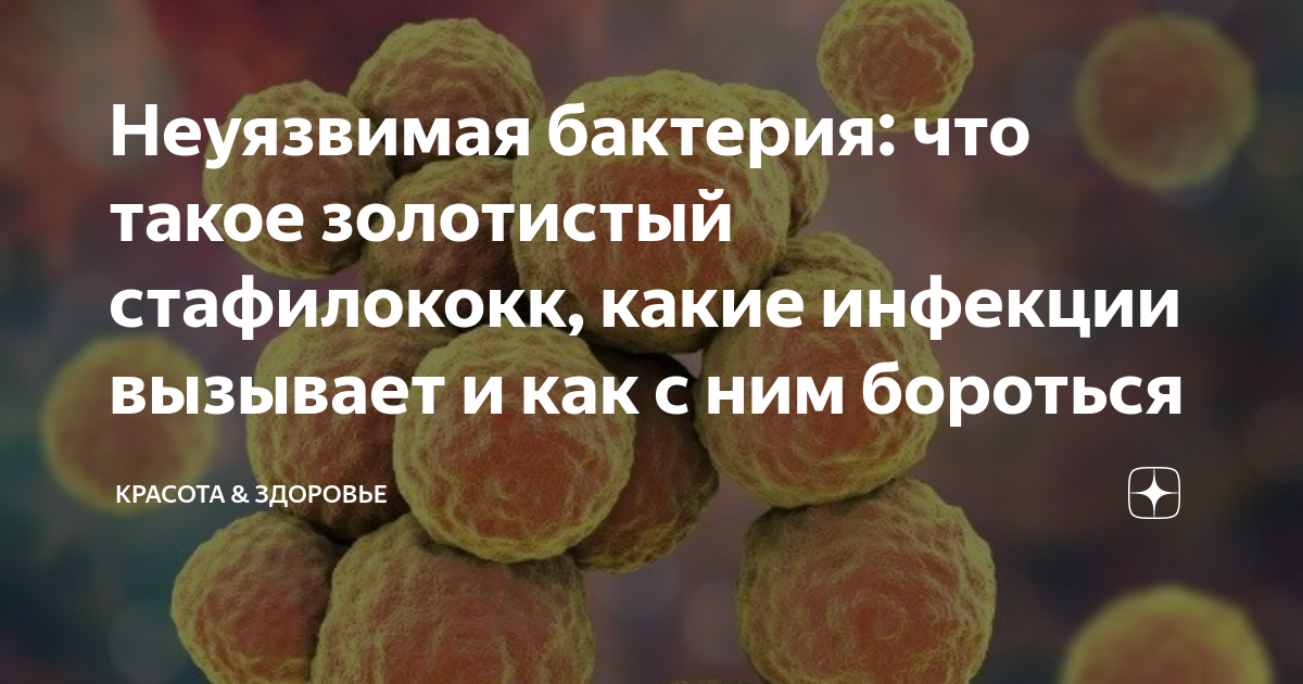 Посев на золотистый стафилококк (S. aureus), количественный результат