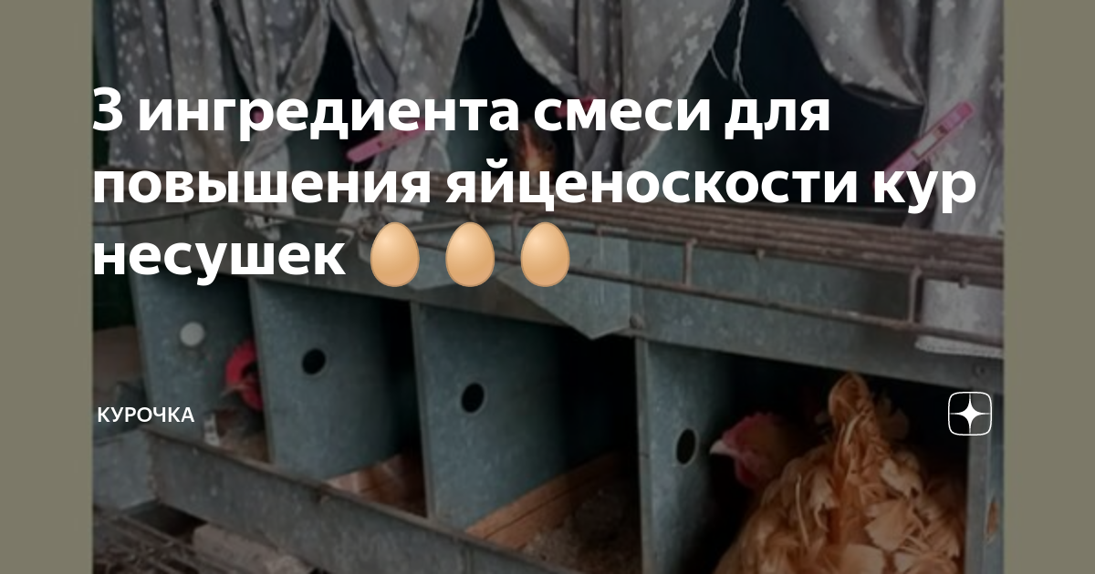 3 ингредиента смеси для повышения яйценоскости кур несушек 🥚🥚🥚 ...