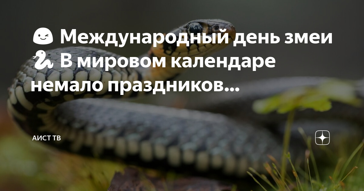 Международный день змеи. Всемирный день змеи. Всемирный день змеи 16 июля.