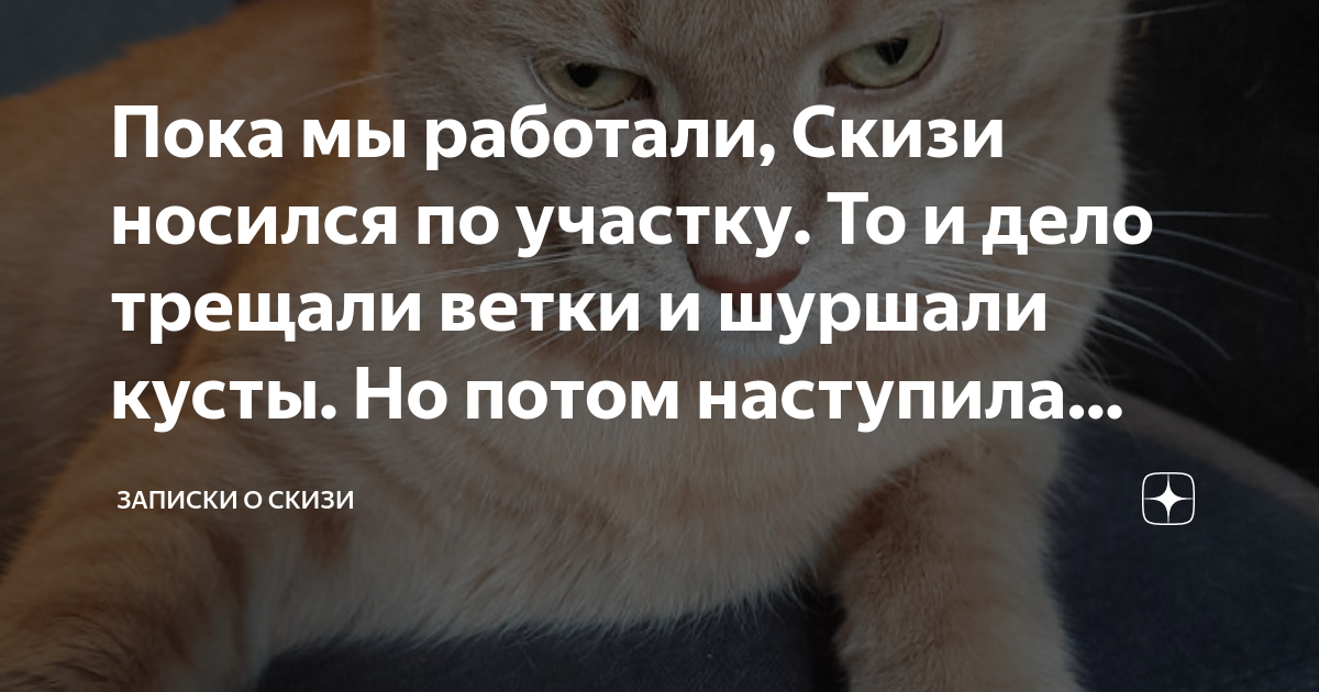 Пока мы работали, Скизи носился по участку. То и дело трещали ветки и ...
