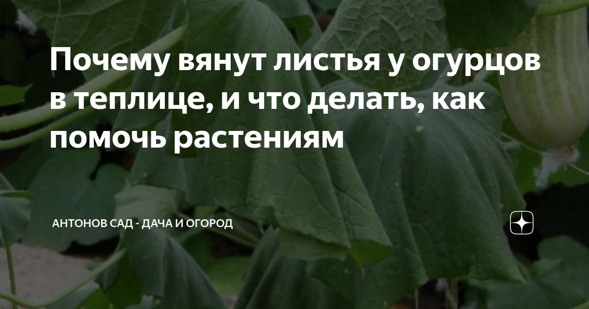 Почему в теплице у огурцов вянут листья. Увядание листьев огурцов в теплице причина. Вянут огурцы в теплице причина. У огурцов вянут листья в теплице причина. Почему вянут огурцы в теплице