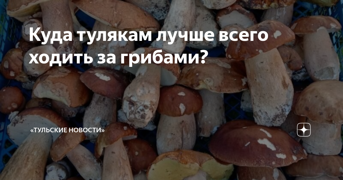 Поход за грибами картинки