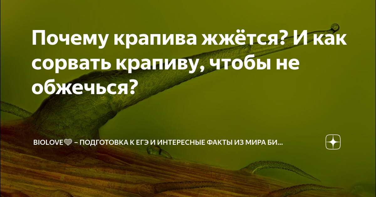 Что можно и чего нельзя делать при ожоге - Российская газета