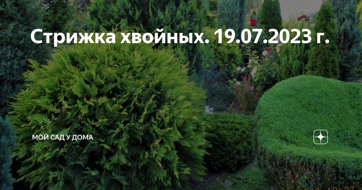 Хвойная 19. Туя Глоба. Стрижка туи. Туя топиарная стрижка в саду. Хвойники в саду.