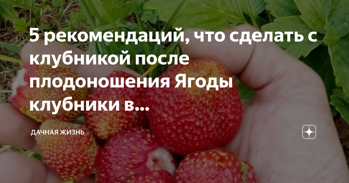 Что нужно делать с клубникой после плодоношения. Подкормка клубники во время плодоношения. календарь ухода за клубникой. подкормка клубники во время цветения и плодоношения. подкормка земляники во время плодоношения.