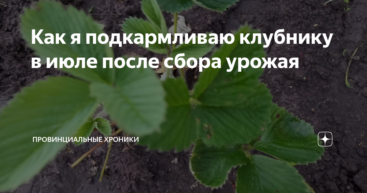 Клубника чем подкормить весной