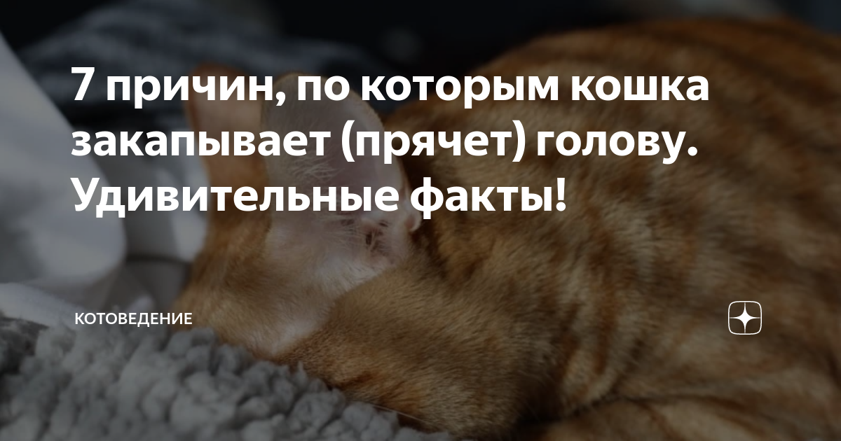 Закапывают котят. Кошка закапывает.