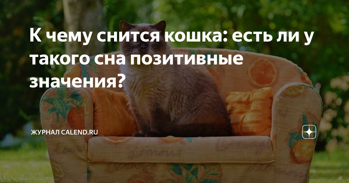 К чему снятся котята по соннику: толкование снов про котят