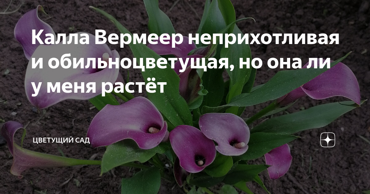 Калла вермеер описание