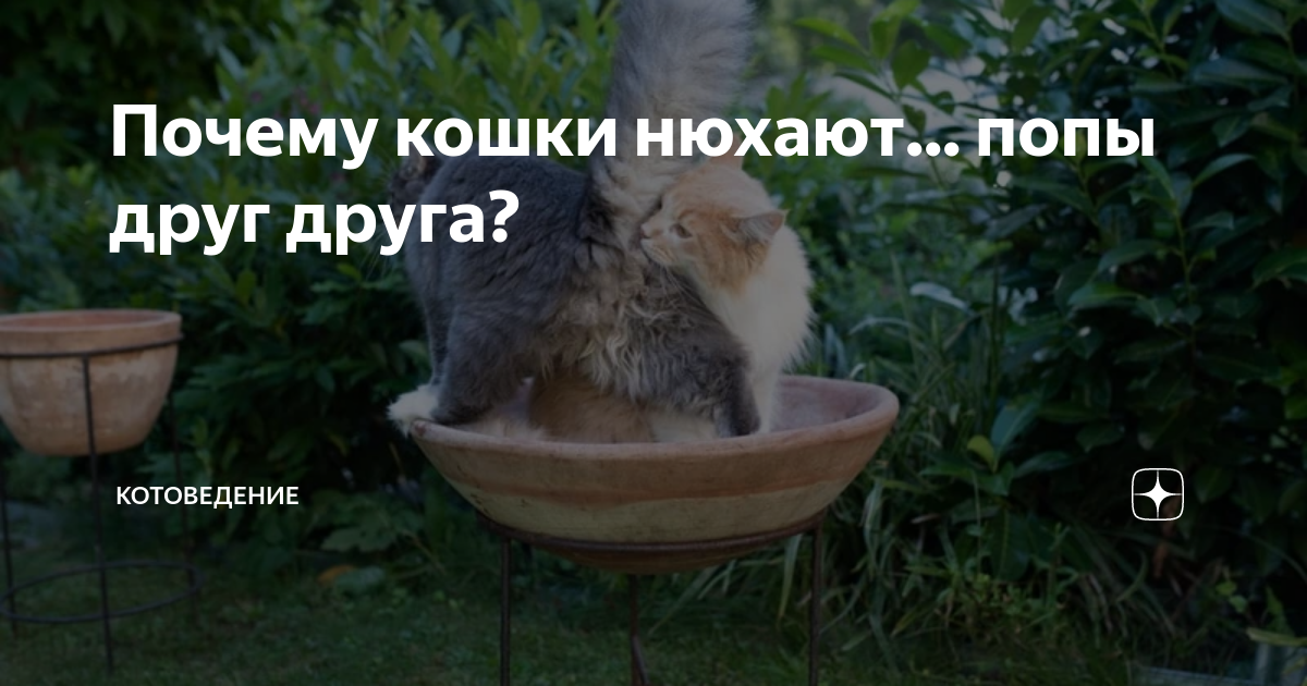 Я нюхал попку (с) Глад Валакас — Video by Тебе на переговоры | VK