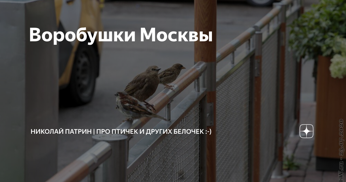 Куда делись воробьи 2024