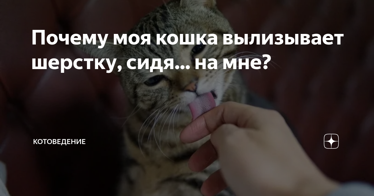 Кошачий груминг, или зачем кошки вылизывают себя?