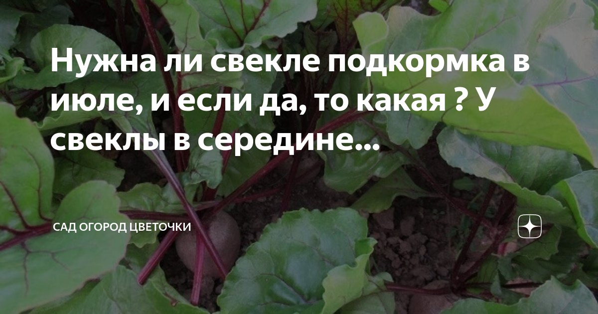 Подкормить свеклу в июле. Черешки лопуха. Народные средства от слизней в огороде на капусте. Листья лопуха. Подкормка свеклы.