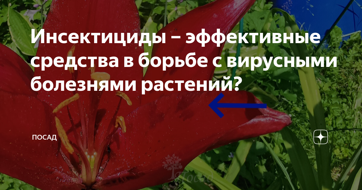 Инсектициды – эффективные средства в борьбе с вирусными болезнями ...