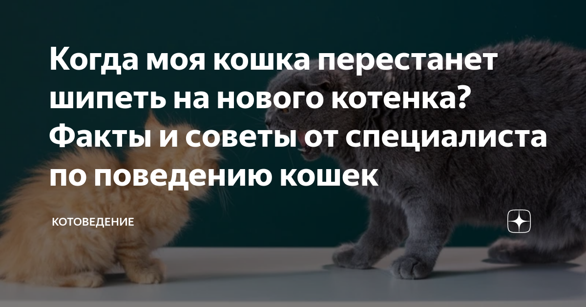 Кошка шипит на нового котенка. Кот шипит на нового котёнка. Когда котенок перестанет шипеть. Котоведение кошка Оля.