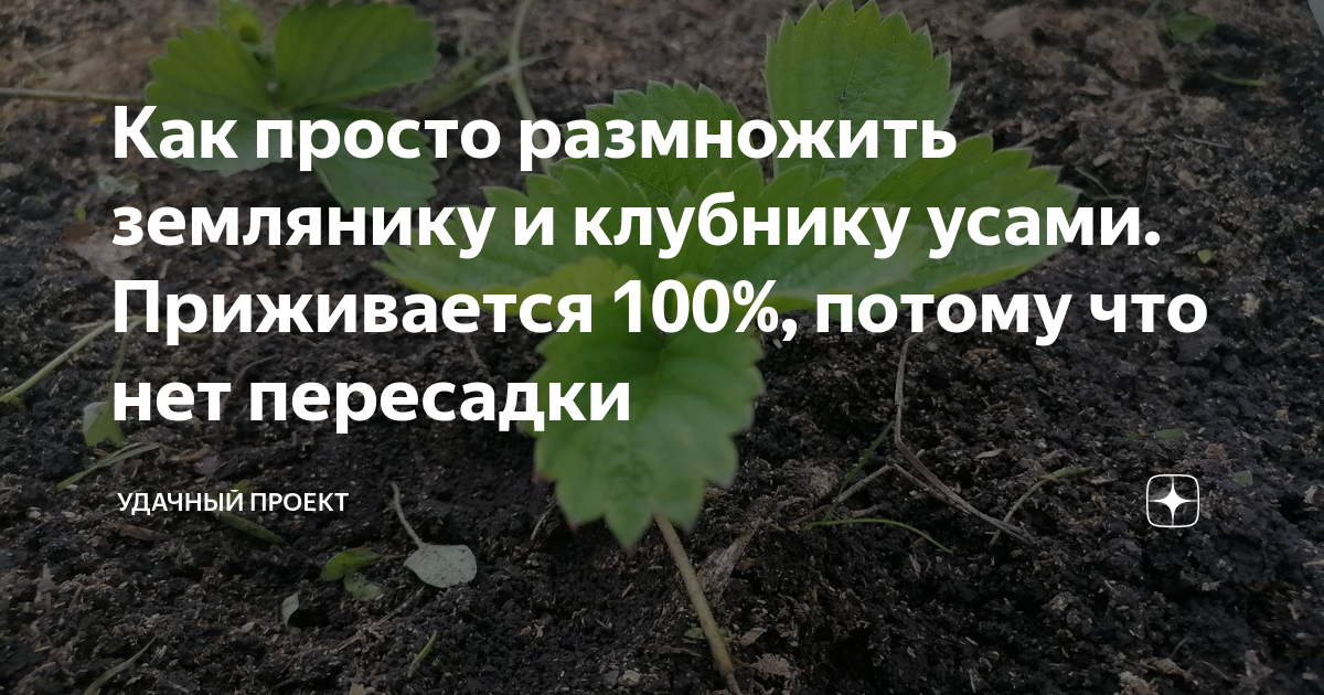 Как просто размножить землянику и клубнику усами. Приживается 100% ...
